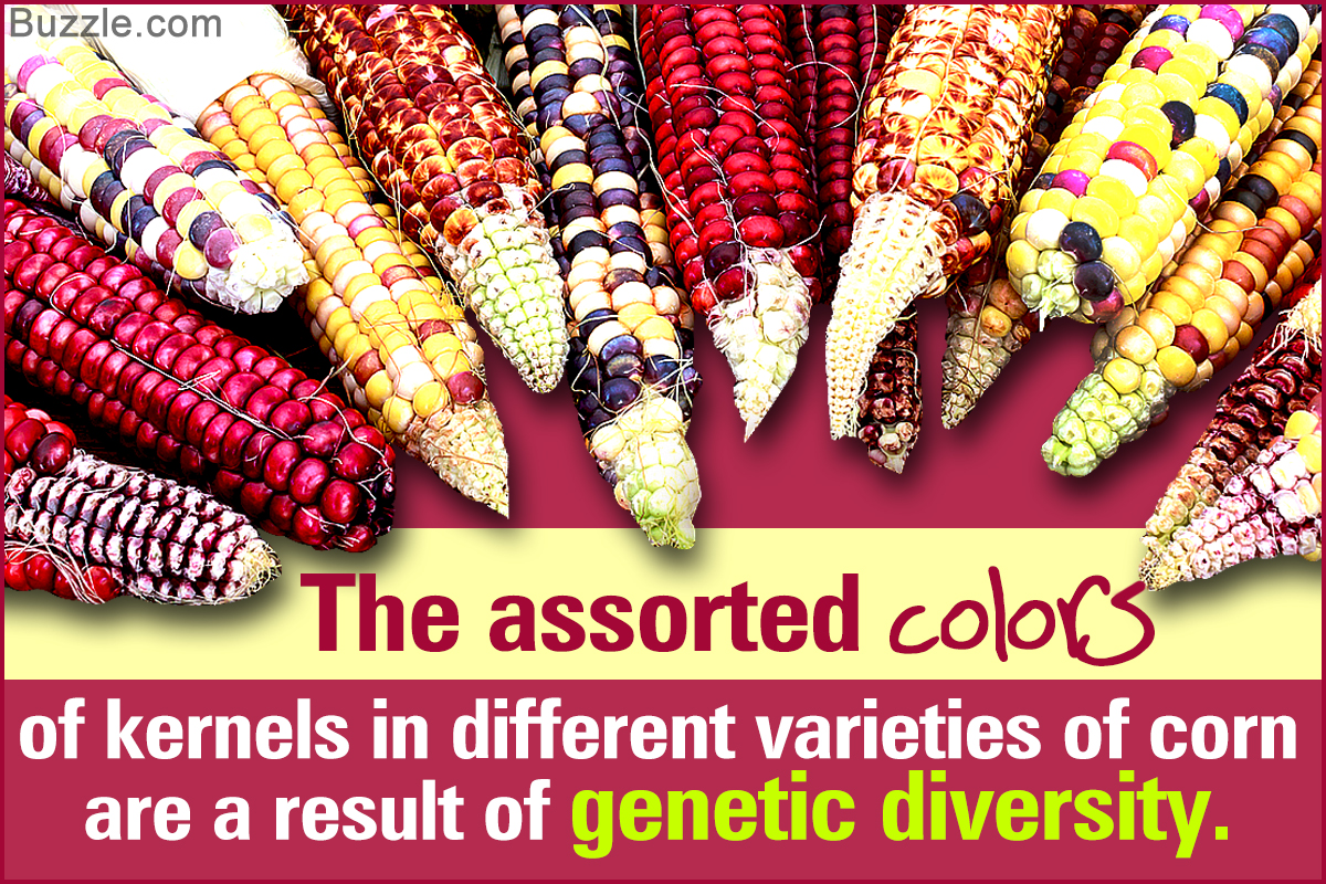 genetic-diversity-qs-study