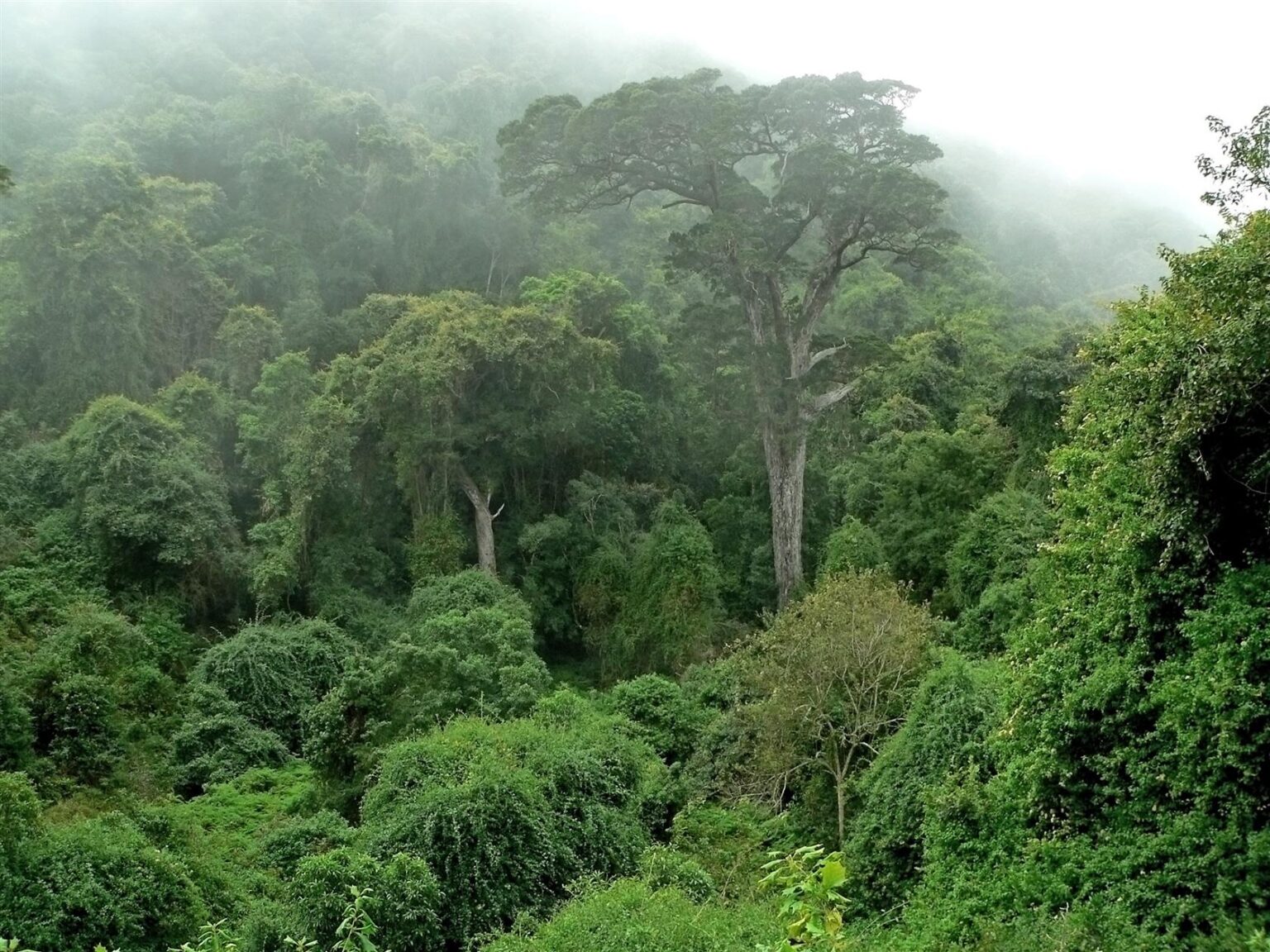 Rainforests In Six African Countries Found To Be More Resistant – COWRY